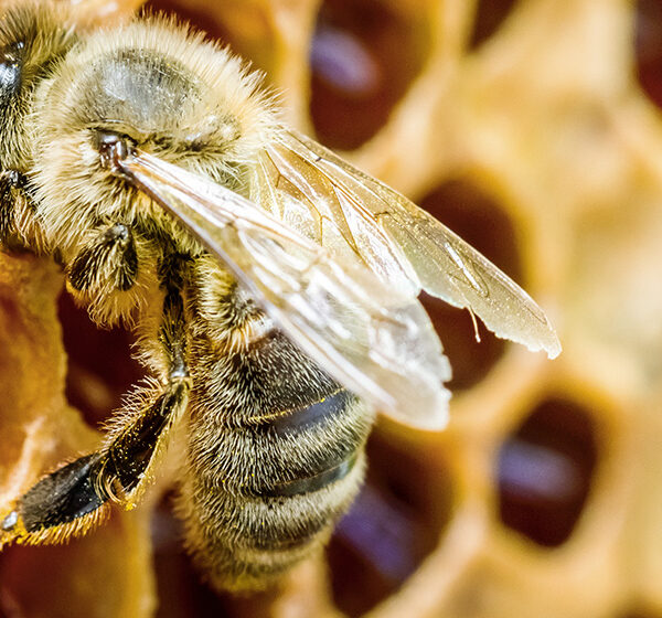 Maciá celebró la Semana de la Miel con degustaciones y conciencia sobre la producción apícola