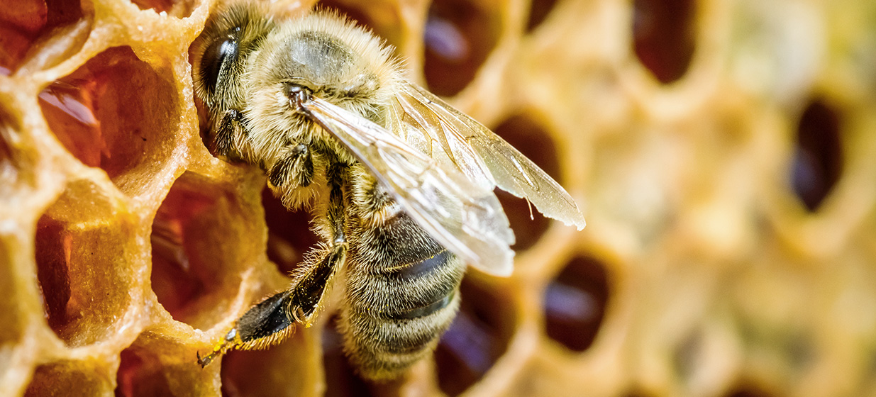 Maciá: Fiesta Nacional de la Apicultura 2025