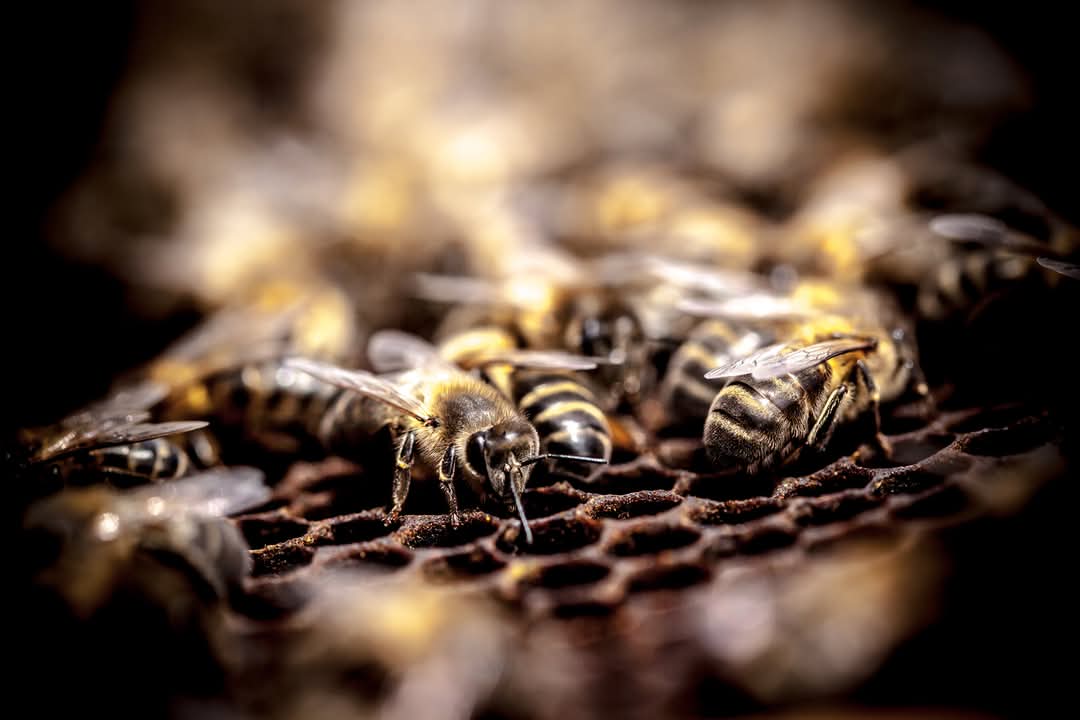 15° Concurso Internacional de Fotografía Apícola en la 28° Fiesta Nacional de la Apicultura