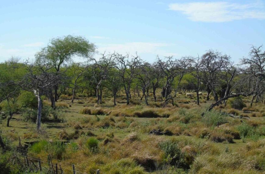 La provincia invirtió 180 millones de pesos en protección de bosques nativos