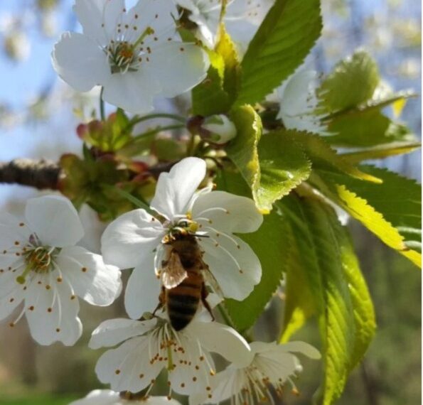 Participa en el 25° Concurso Internacional de Mieles Multiflorales en Maciá