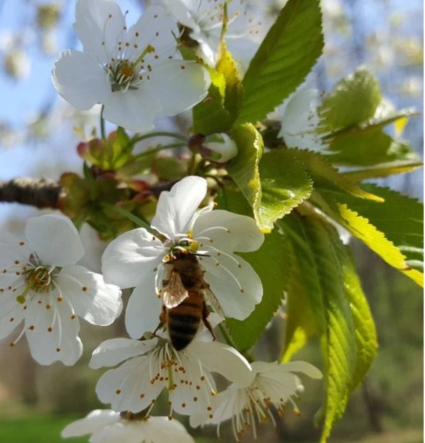 Participa en el 25° Concurso Internacional de Mieles Multiflorales en Maciá