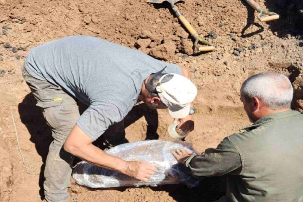 Hallazgo del gliptodonte: El Museo Serrano trabajó junto a la comunidad para proteger el patrimonio entrerriano