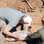 Hallazgo del gliptodonte: El Museo Serrano trabajó junto a la comunidad para proteger el patrimonio entrerriano