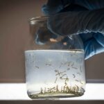 Ante la presencia de lluvias en la provincia, Salud recuerda las medidas de prevención del dengue