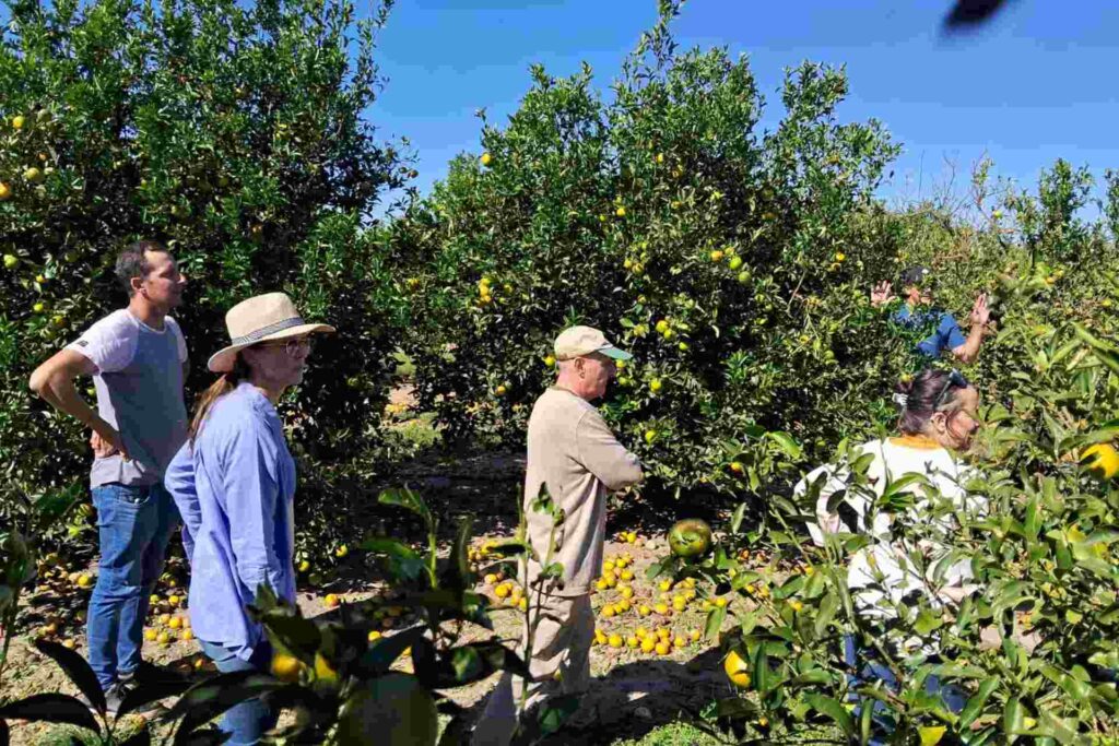 Se oficializó la emergencia agropecuaria nacional para productores de citrus, huerta, pecanes y soja afectados por granizo