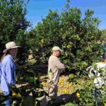Se oficializó la emergencia agropecuaria nacional para productores de citrus, huerta, pecanes y soja afectados por granizo