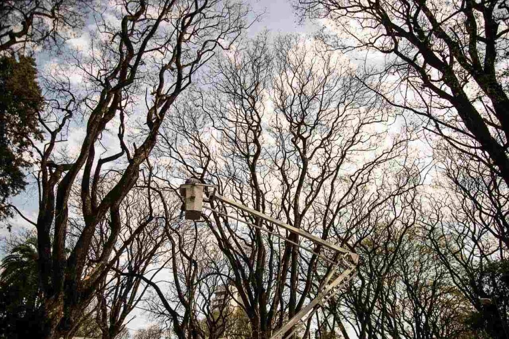  Realizarán tareas de mantenimiento del arbolado urbano en la Costanera de Paraná
