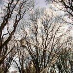  Realizarán tareas de mantenimiento del arbolado urbano en la Costanera de Paraná