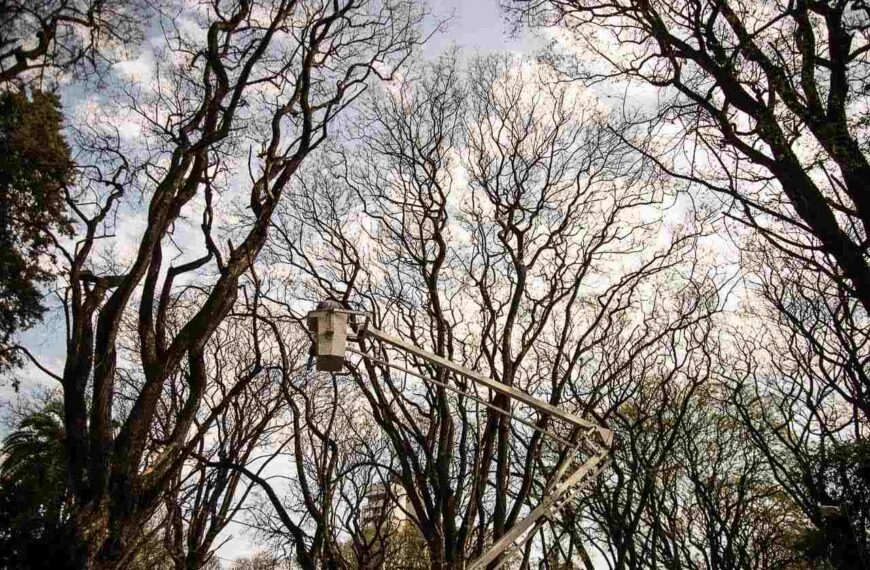  Realizarán tareas de mantenimiento del arbolado urbano en la Costanera de Paraná