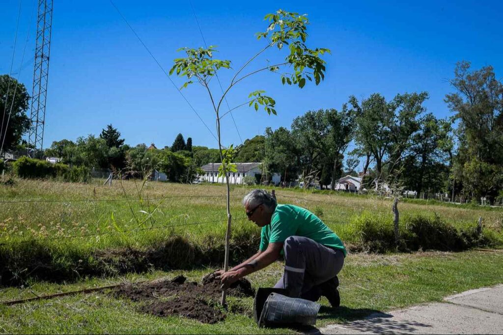 Paraná plantó 55 árboles nativos en barrio Cuarteles como parte del plan “Plantamos Futuro”