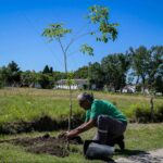 Paraná plantó 55 árboles nativos en barrio Cuarteles como parte del plan “Plantamos Futuro”