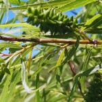 Entre Ríos suma conocimientos para la restauración ambiental y uso productivo del árbol de sauce