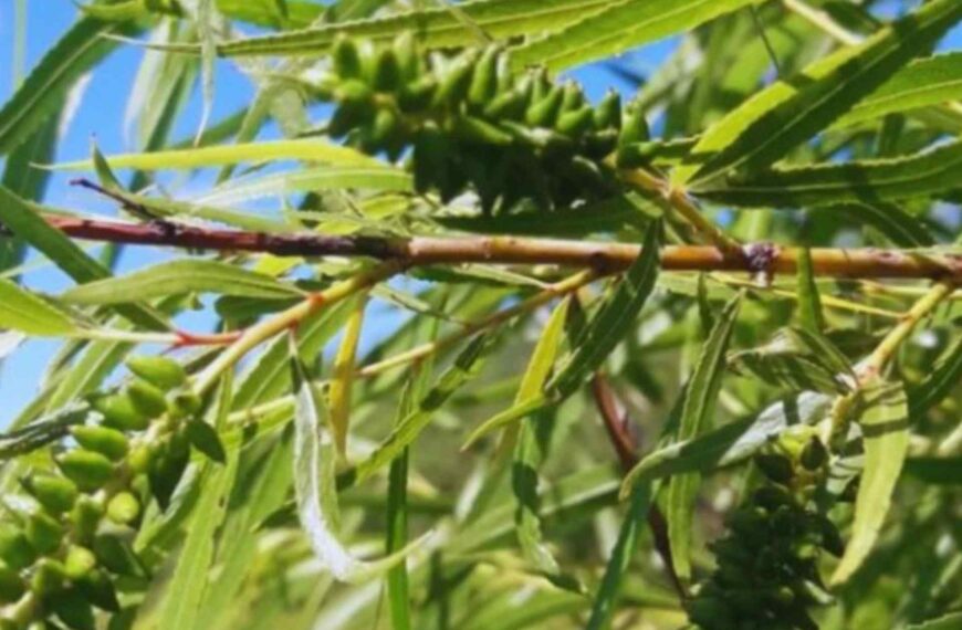 Entre Ríos suma conocimientos para la restauración ambiental y uso productivo del árbol de sauce