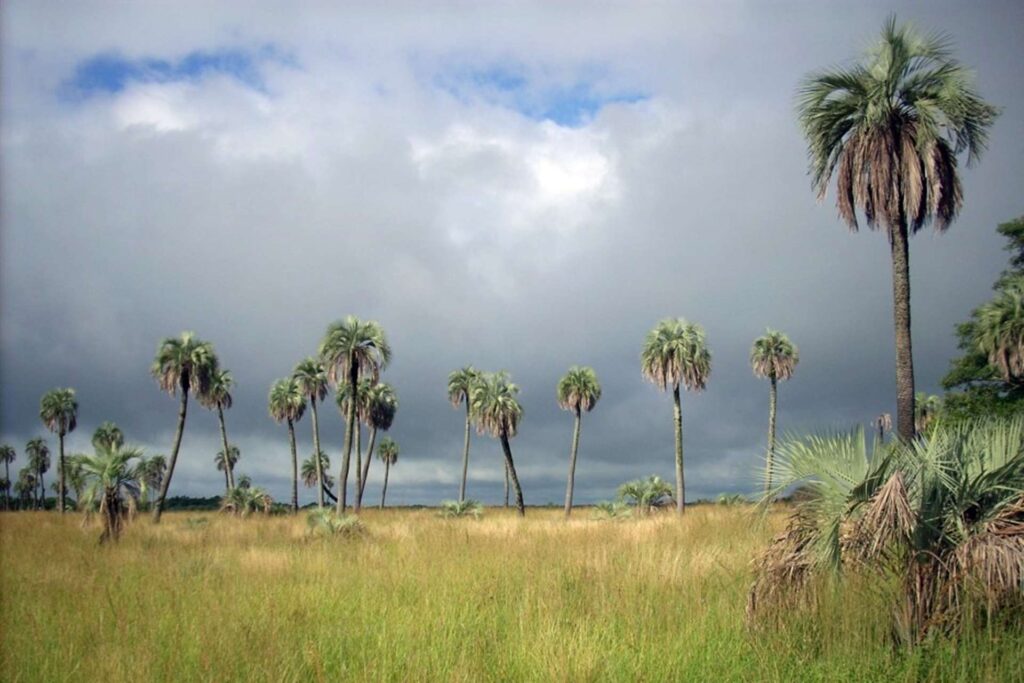 Se creó el Área Natural Protegida Les Amis y se declaró a la Palmera Yatay como Monumento Natural