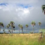 Se creó el Área Natural Protegida Les Amis y se declaró a la Palmera Yatay como Monumento Natural