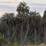 El Parque Nacional El Palmar celebra 60 años