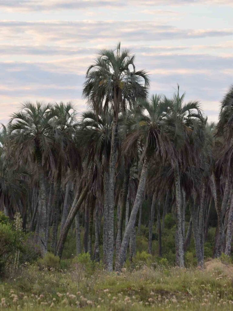 El Parque Nacional El Palmar celebra 60 años