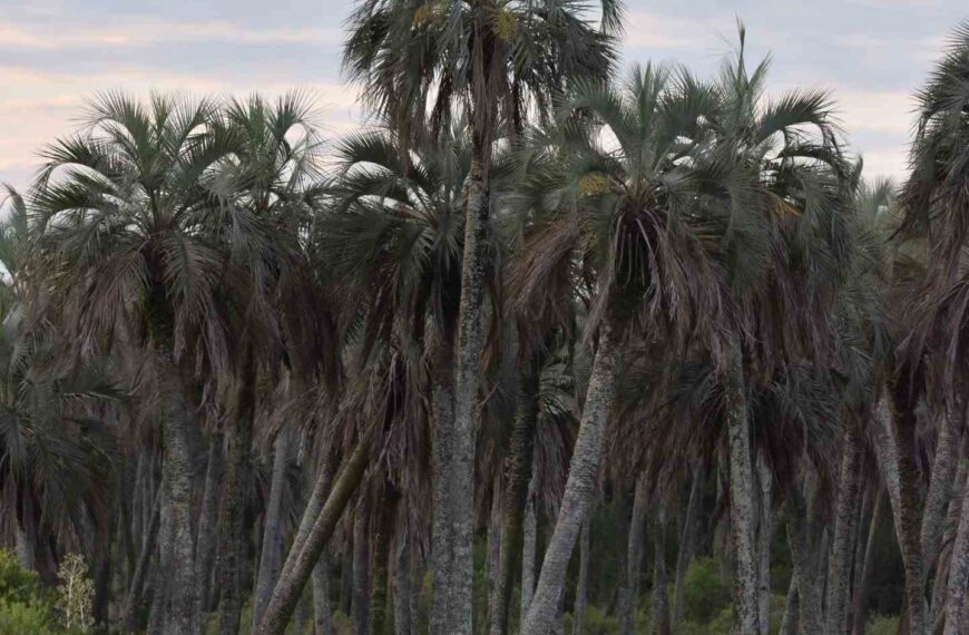 El Parque Nacional El Palmar celebra 60 años