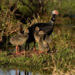 El Parque Nacional El Palmar celebra el Gran Día Mundial de las Aves