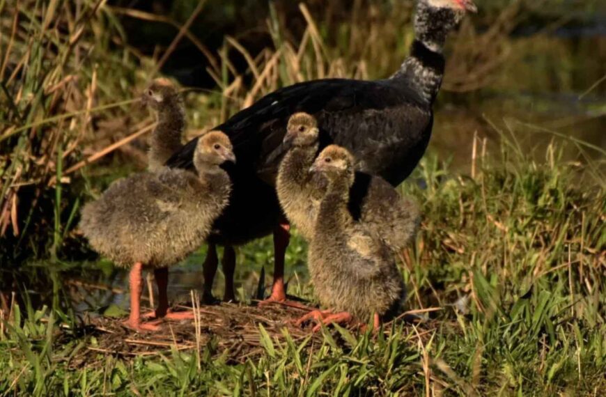 El Parque Nacional El Palmar celebra el Gran Día Mundial de las Aves