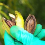 Entre Ríos crece con la incorporación de derivados de la nuez pecán al Código Alimentario Argentino