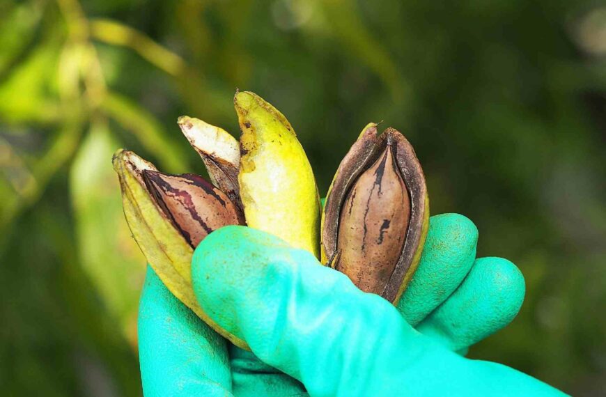 Entre Ríos crece con la incorporación de derivados de la nuez pecán al Código Alimentario Argentino