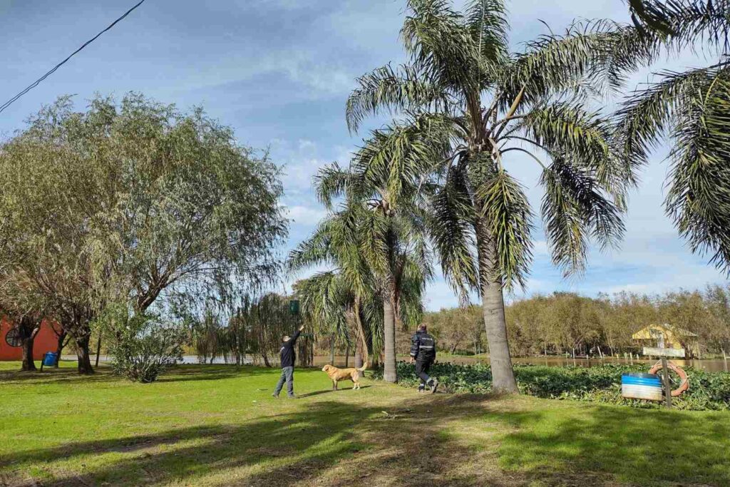 Sanidad vegetal: detallan medidas para prevenir ataques del picudo rojo de las palmeras