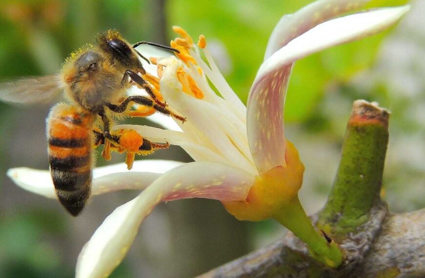 El 16º Concurso Internacional de Fotografía Apícola ya tiene sus finalistas en Maciá