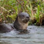 Se presentará una publicación sobre la conservación de especies animales nativas