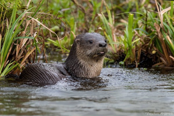 Se presentará una publicación sobre la conservación de especies animales nativas