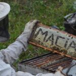 Maciá se prepara para vivir la Semana de la Miel 2026