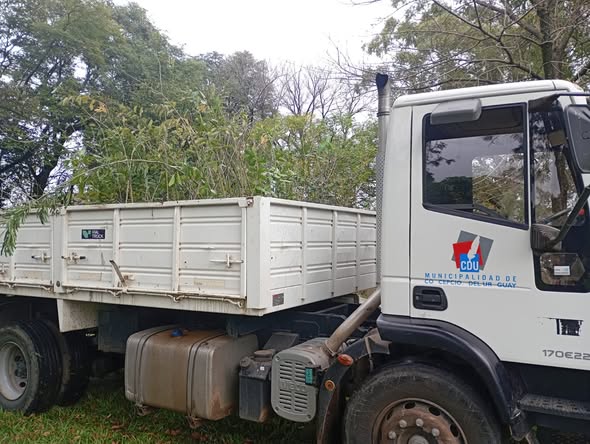 Concepción del Uruguay incorporó 300 árboles al Programa Municipal de Arbolado
