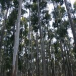 Desde el 24 de junio censarán la cadena forestal entrerriana