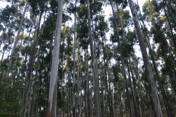 Desde el 24 de junio censarán la cadena forestal entrerriana