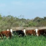 El Gobierno de Entre Ríos recuperó 124.000 hectáreas de tierras fiscales y generó nuevos ingresos para la provincia