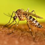 Instan a sostener las acciones contra el dengue durante el invierno