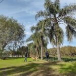 Activaron plan de contingencia fitosanitaria por presencia de picudo rojo, plaga que ataca las palmeras