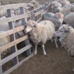 Financian inversiones en la cadena ovina y caprina por hasta tres millones de pesos a tasa cero