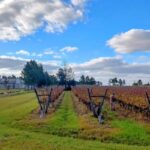La provincia suma su primer viñedo orgánico certificado