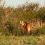 Entre Ríos liberó un nuevo ejemplar de aguará guazú en la Reserva El Potrero