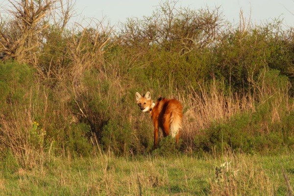 Entre Ríos liberó un nuevo ejemplar de aguará guazú en la Reserva El Potrero