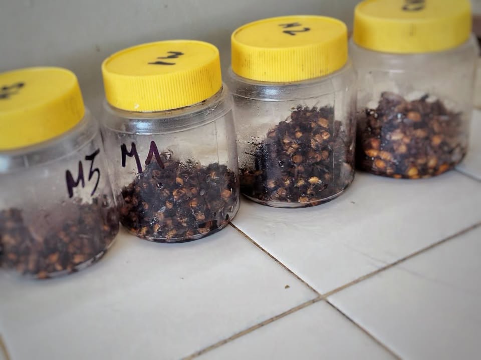Maciá impulsa el Plan de Sanidad Apícola con análisis gratuitos de Nosema y Varroa