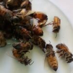 Maciá impulsa el Plan de Sanidad Apícola con análisis gratuitos de Nosema y Varroa