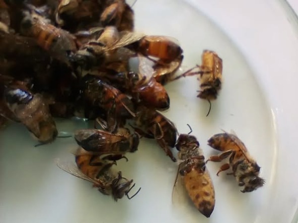 Maciá impulsa el Plan de Sanidad Apícola con análisis gratuitos de Nosema y Varroa